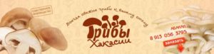 Грибы Хакасии